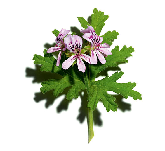 Rosengeranie-Ätherisches Rosengeranienöl-Pelargonium graveolens flower oil