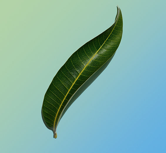 Mangobaum-Bio-Mangobaumblatt-Extrakt-Mangifera indica (mango) leaf extract