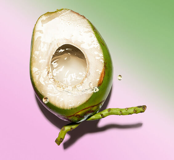 Kokospalme-Bio-Kokoswasser-Cocos nucifera (coconut) fruit juice
